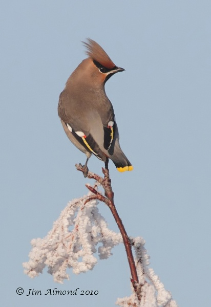 Waxwing on frosty branch Newport 7 12 10 IMG_7014